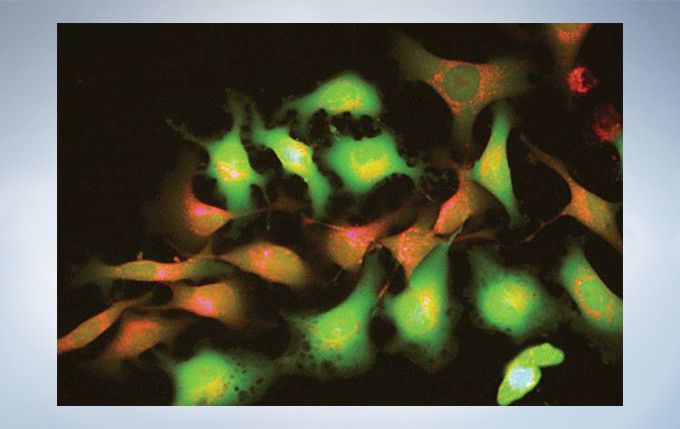 奥林巴斯倒置显微镜CKX53示例图12